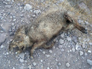 photo thumbnail #2