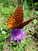 photo thumbnail #4