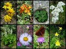 photo thumbnail #15