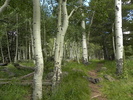 photo thumbnail #13