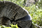 photo thumbnail #9