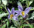 photo thumbnail #10