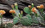 photo thumbnail #8