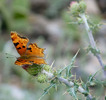 photo thumbnail #12