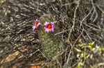 photo thumbnail #1