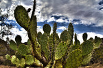 photo thumbnail #4