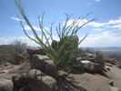 photo thumbnail #8