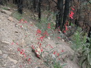 photo thumbnail #11