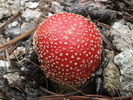 photo thumbnail #2