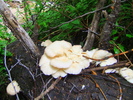 photo thumbnail #12