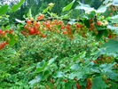 photo thumbnail #11