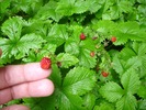 photo thumbnail #12