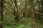 photo thumbnail #5