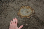 photo thumbnail #14