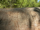 photo thumbnail #4
