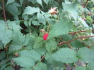 photo thumbnail #10
