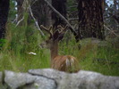 photo thumbnail #12