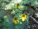 photo thumbnail #15