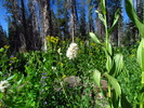 photo thumbnail #4