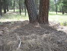 photo thumbnail #11