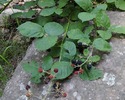 photo thumbnail #7
