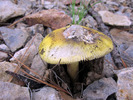 photo thumbnail #7