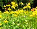 photo thumbnail #13