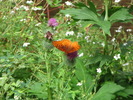 photo thumbnail #13