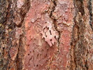 photo thumbnail #11