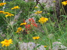 photo thumbnail #5