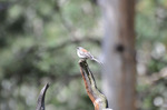 photo thumbnail #14