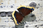 photo thumbnail #15