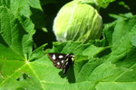 photo thumbnail #10