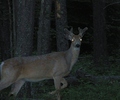 photo thumbnail #11