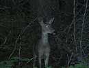 photo thumbnail #12
