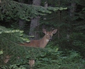 photo thumbnail #14