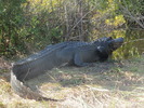 photo thumbnail #5