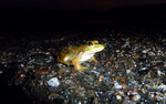 photo thumbnail #4