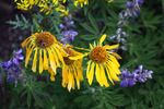 photo thumbnail #11