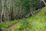 photo thumbnail #12