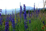 photo thumbnail #15