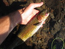 photo thumbnail #5
