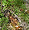 Featured Detail Photo
