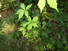 photo thumbnail #4