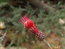 photo thumbnail #14