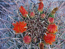 photo thumbnail #5