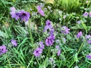 photo thumbnail #13