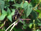 photo thumbnail #9