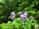 2011-07-25 :2: Swiftcurrent Pass :: writelots