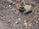 photo thumbnail #6
